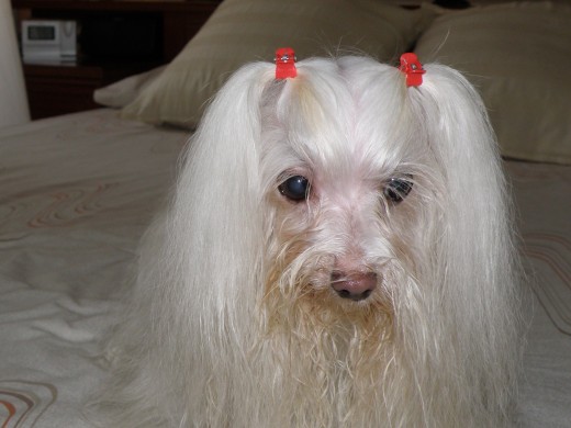 la mejor raza que e tenido asta ahora e tenido unos muy buenos -pero como esta ninguno 1 pastor aleman 1 paquines 1 pomeramia, y esta bichon maltes la mejor raza que e tenido asta ahora e tenido unos muy buenos -pero como esta ninguno 1 pastor aleman 1 paquines 1 pomeramia, y esta bichon maltes